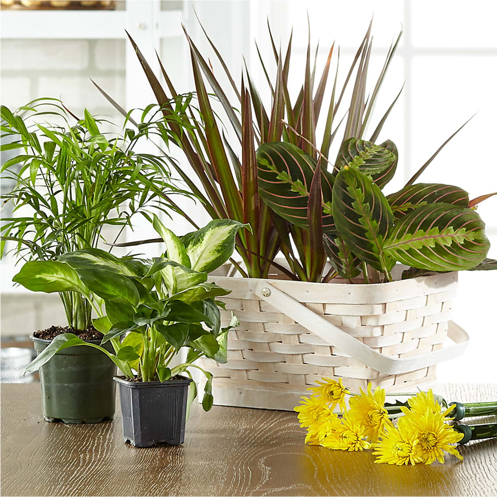Florist Designed Blooming and Green Plants in a Basket – Gunnels Florist Inc, Cookeville TN
