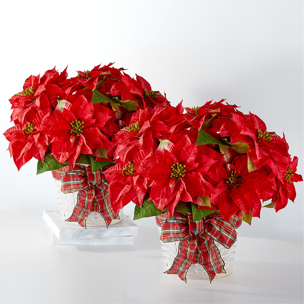 Happiest Holidays Poinsettia Bundle – Gunnels Florist Inc, Cookeville TN