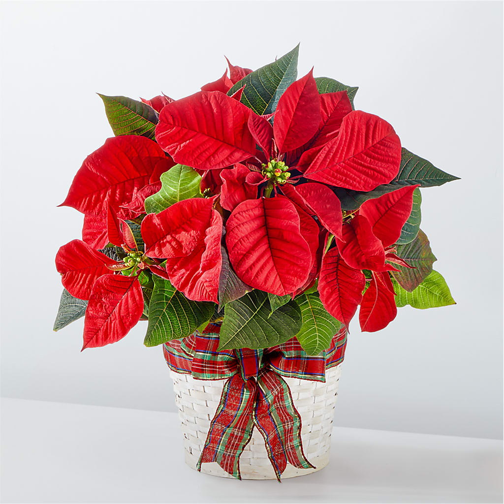 Happiest Holidays Poinsettia – Gunnels Florist Inc, Cookeville TN