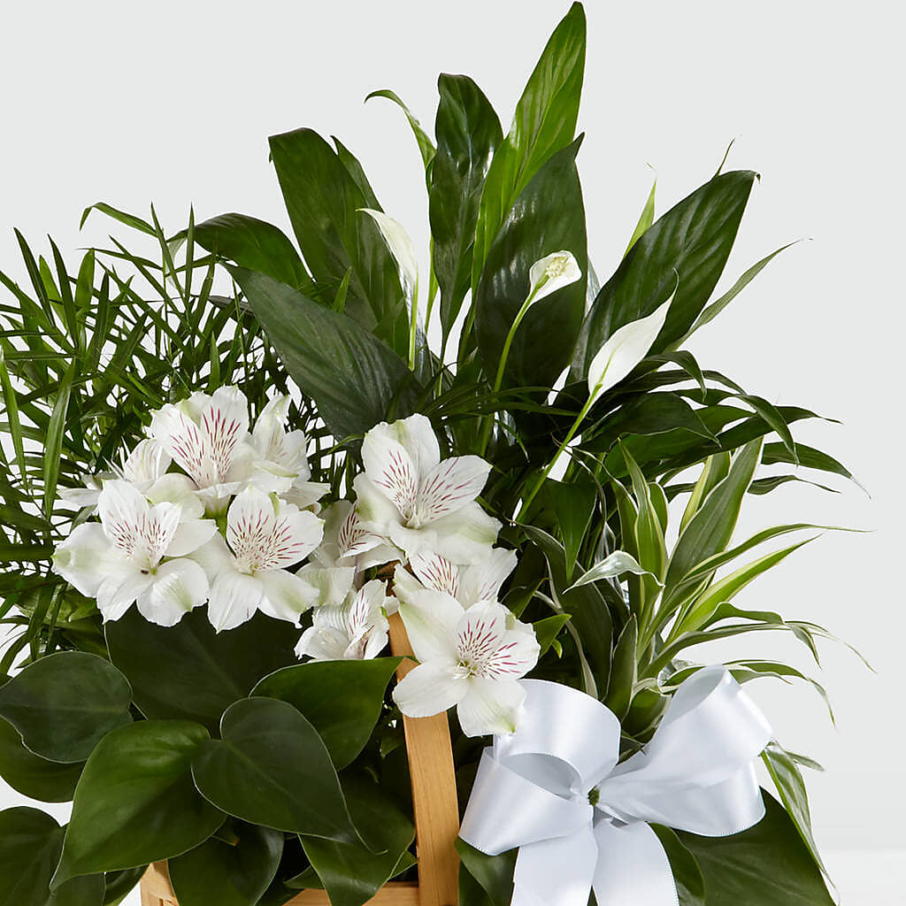 Peace & Serenity Dishgarden – Gunnels Florist Inc, Cookeville TN