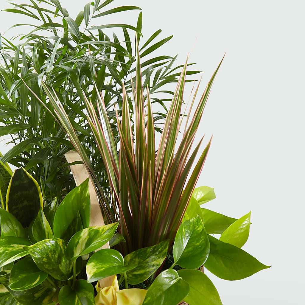 French Garden – Gunnels Florist Inc, Cookeville TN