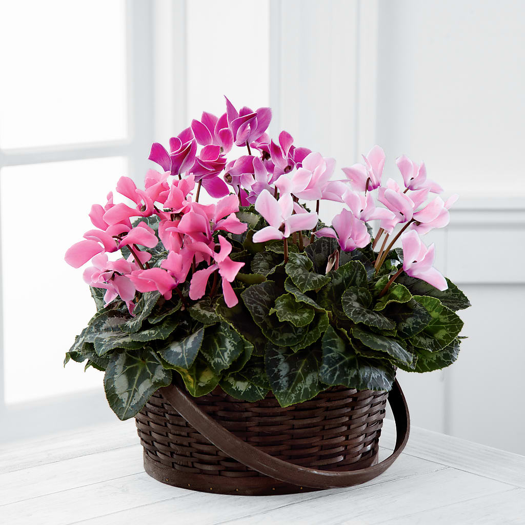Mixed Cyclamen Planter – Gunnels Florist Inc, Cookeville TN