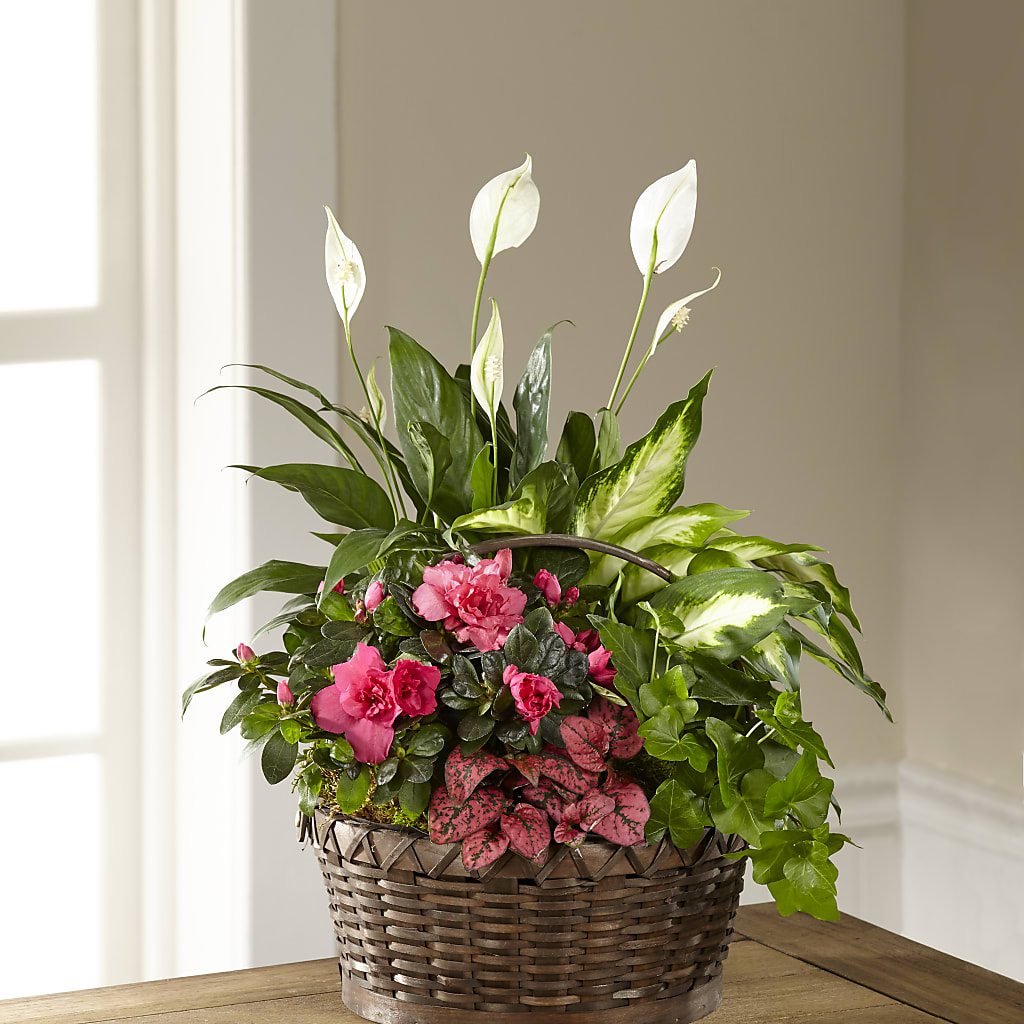Dream in Pink Dishgarden – Gunnels Florist Inc, Cookeville TN
