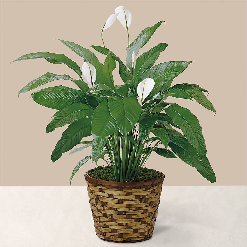 Tranquil Moments Peace Lily Plant – Gunnels Florist Inc, Cookeville TN