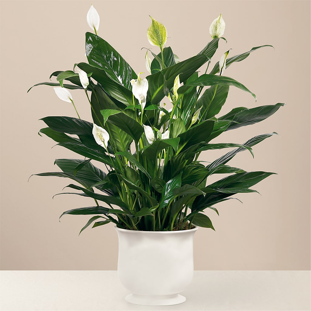 Comfort Planter – Gunnels Florist Inc, Cookeville TN