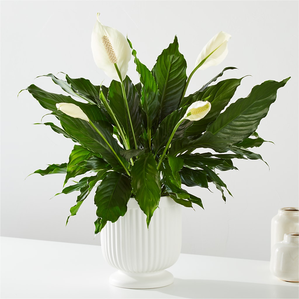 Comfort Planter – Gunnels Florist Inc, Cookeville TN