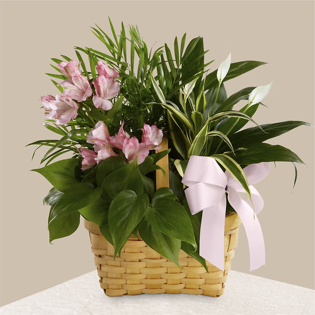 Living Spirit Dishgarden – Gunnels Florist Inc, Cookeville TN