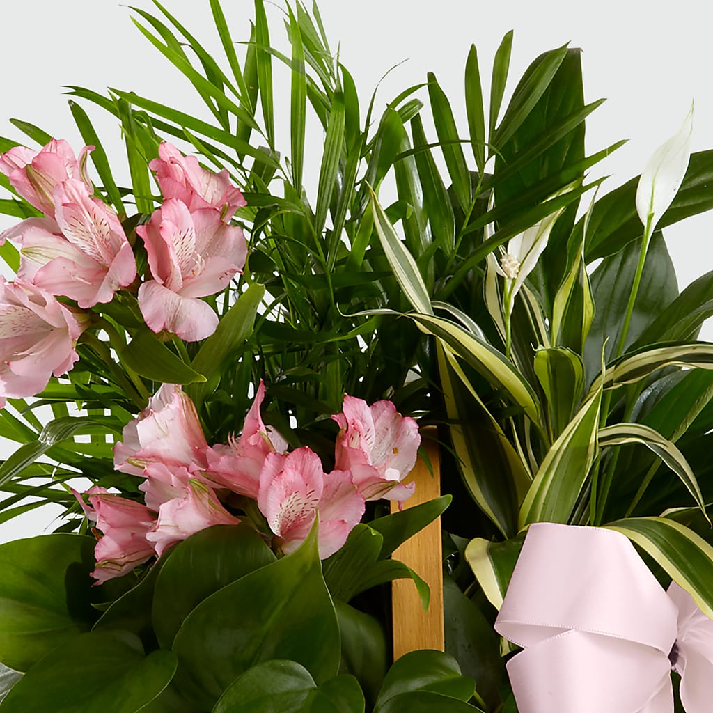Living Spirit Dishgarden – Gunnels Florist Inc, Cookeville TN