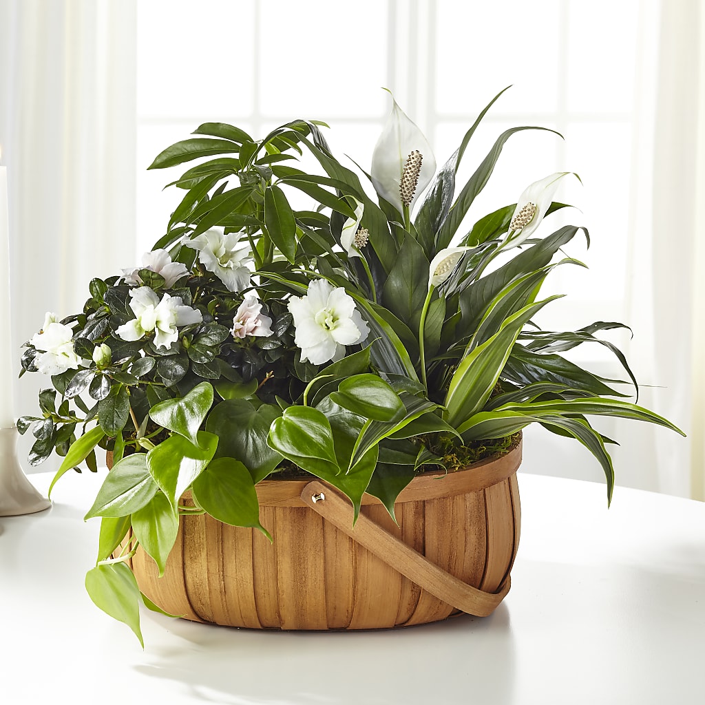 Serene Dishgarden – Gunnels Florist Inc, Cookeville TN