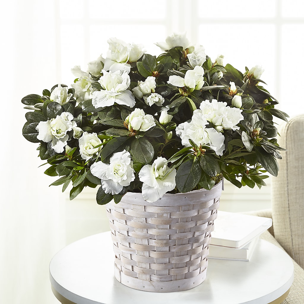 White Azalea Plant – Gunnels Florist Inc, Cookeville TN