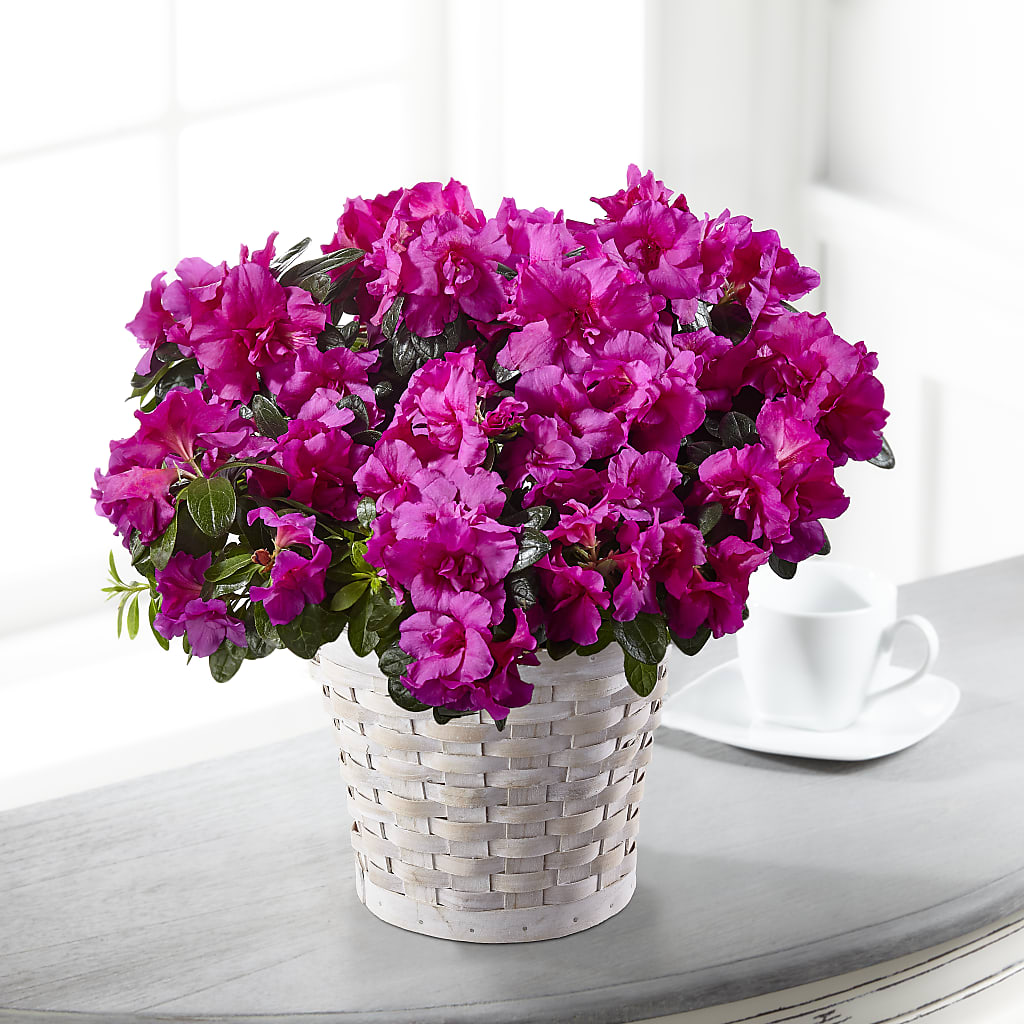 Hope & Serenity Azalea Plant – Gunnels Florist Inc, Cookeville TN
