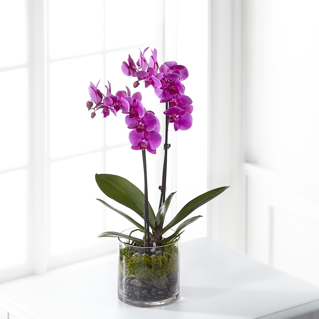 Pink Orchid Plant – Gunnels Florist Inc, Cookeville TN