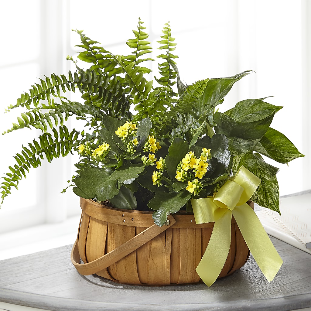 Always Dear Dishgarden – Gunnels Florist Inc, Cookeville TN