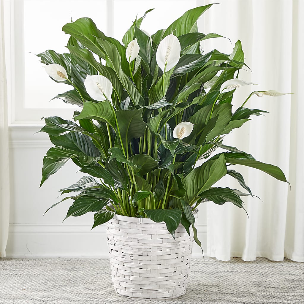A New Leaf Peace Lily – Gunnels Florist Inc, Cookeville TN