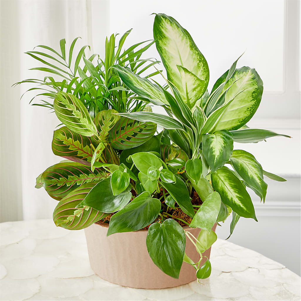 Balance & Harmony Dishgarden – Gunnels Florist Inc, Cookeville TN