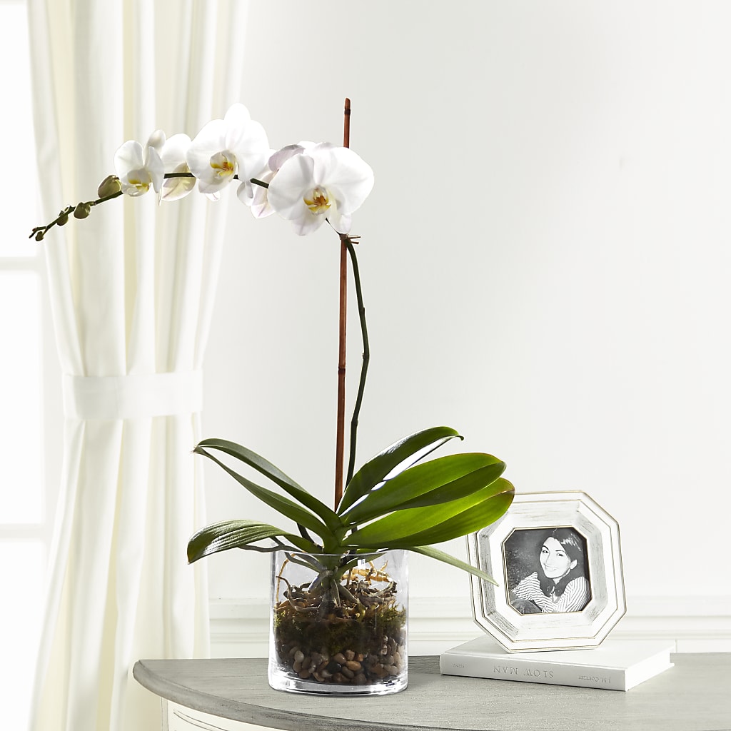 White Orchid Planter – Gunnels Florist Inc, Cookeville TN