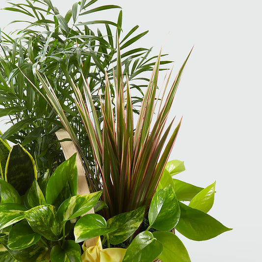 French Garden –  Gunnels Florist Inc, Cookeville TN
