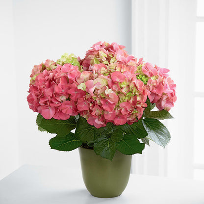 Pink Hydrangea Planter –  Gunnels Florist Inc, Cookeville TN