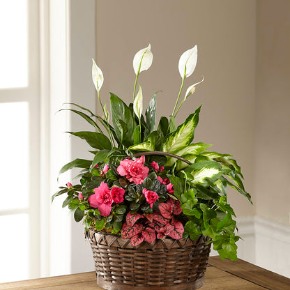 Dream in Pink Dishgarden –  Gunnels Florist Inc, Cookeville TN