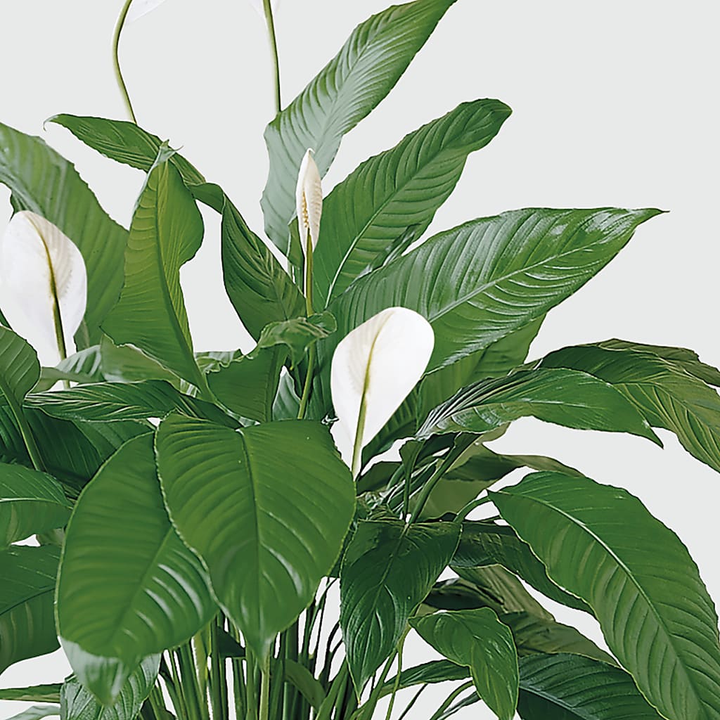 Tranquil Moments Peace Lily Plant –  Gunnels Florist Inc, Cookeville TN