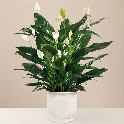 Comfort Planter –  Gunnels Florist Inc, Cookeville TN