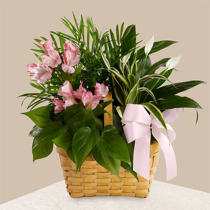Living Spirit Dishgarden –  Gunnels Florist Inc, Cookeville TN