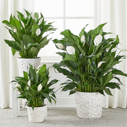A New Leaf Peace Lily –  Gunnels Florist Inc, Cookeville TN