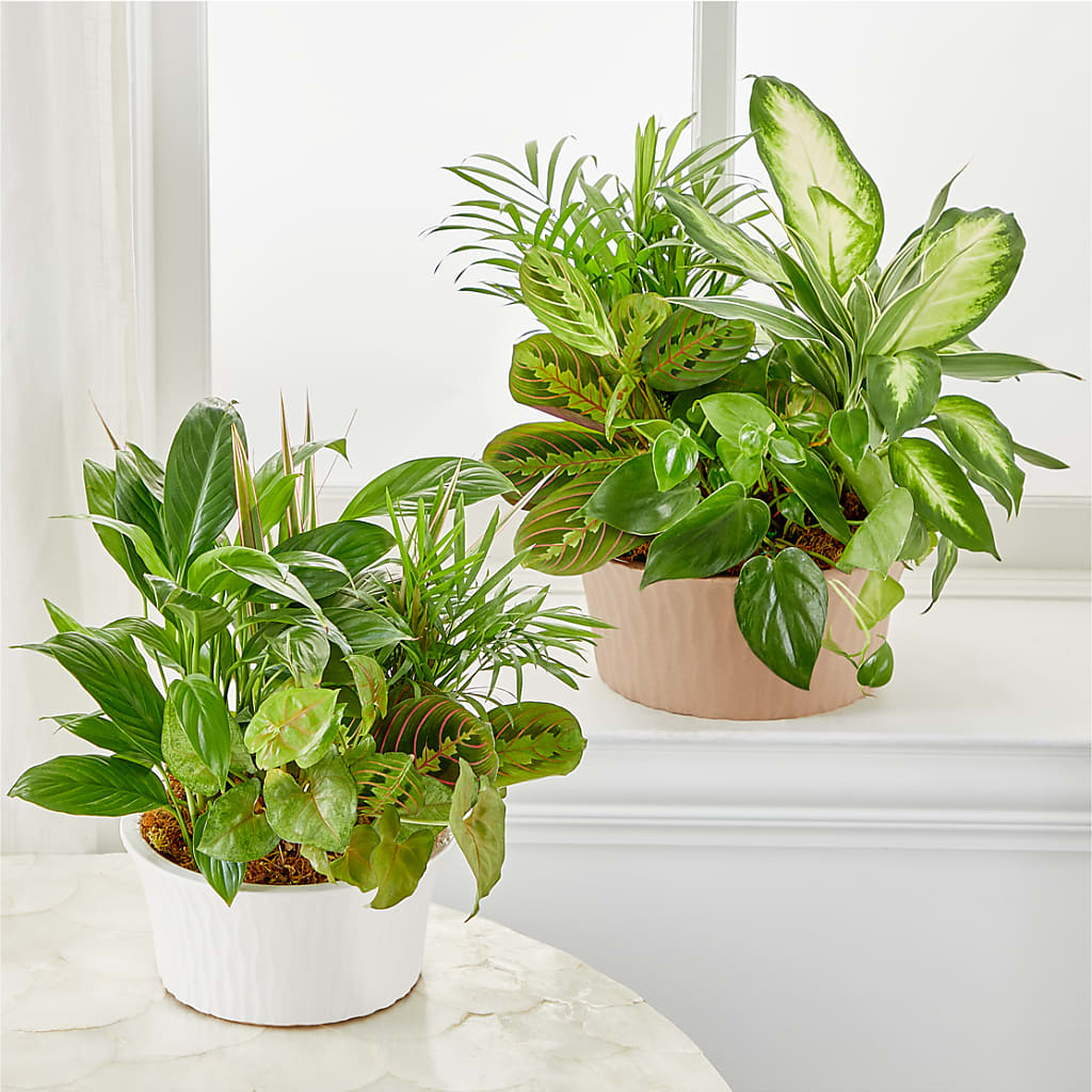 Balance & Harmony Dishgarden –  Gunnels Florist Inc, Cookeville TN