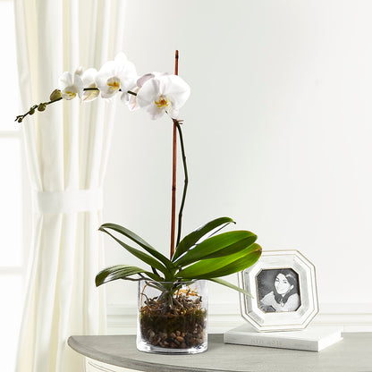 White Orchid Planter –  Gunnels Florist Inc, Cookeville TN