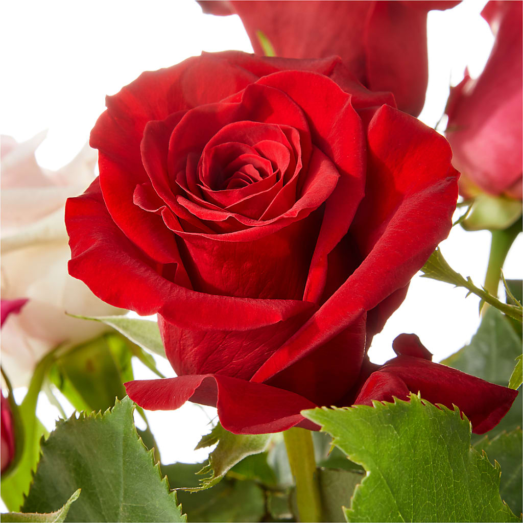 Love Notes Rose Bouquet –  Gunnels Florist Inc, Cookeville TN
